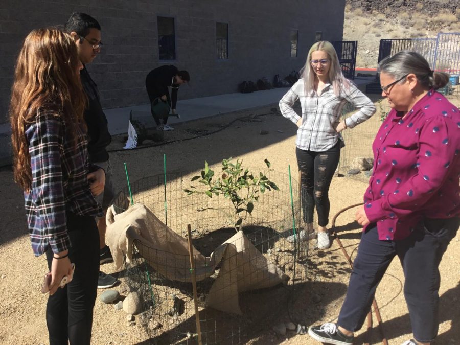 (Left to right) Juniors Gabriell Fernandez, Andrea Giacini, Aaron Mendez help Melissa Mara, AP Environmental Science teacher, in the glass garden while (middle) Cassidy Meyer, junior, waters. AP classes can offer hands on experiences. 