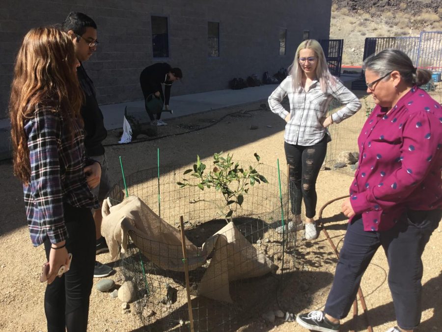 %28Left+to+right%29+Juniors+Gabriell+Fernandez%2C+Andrea+Giacini%2C+Aaron+Mendez+help+Melissa+Mara%2C+AP+Environmental+Science+teacher%2C+in+the+glass+garden+while+%28middle%29+Cassidy+Meyer%2C+junior%2C+waters.+AP+classes+can+offer+hands+on+experiences.+